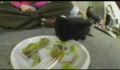 paellajam06